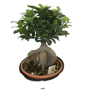 Bonsai Bitkisi