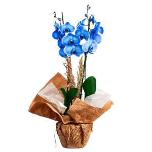 Mavi Orkide Çiçeği